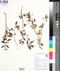 Begonia urticae image