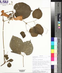 Amphilophium crucigerum image