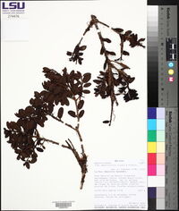 Ilex sessiliflora image
