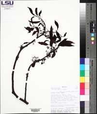 Ilex amplifolia image