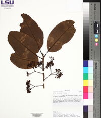 Ilex nervosa image