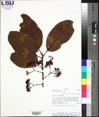 Ilex nervosa image