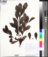 Ilex argentina image