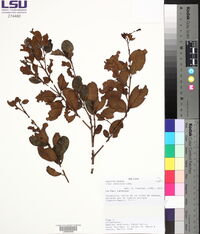 Ilex andicola image