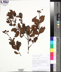 Ilex andicola image