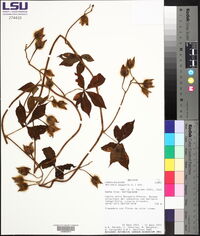 Merremia aegyptia image