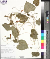 Ipomoea purpurea image