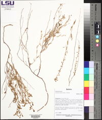 Evolvulus sericeus image
