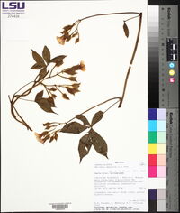 Merremia aegyptia image