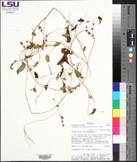 Ipomoea aristolochiifolia image