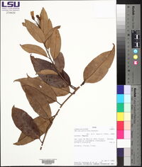 Maripa peruviana image