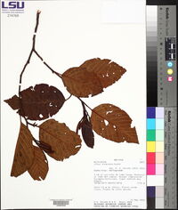 Alnus acuminata image