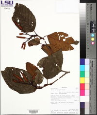 Alnus acuminata image