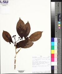 Dendropanax macropodus image