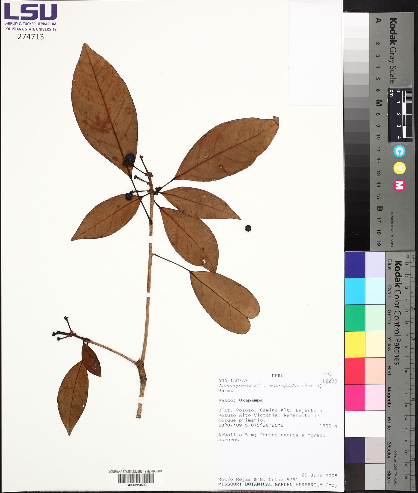 Dendropanax macropodus image
