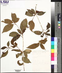 Dendropanax querceti image
