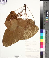 Oreopanax pycnocarpus image