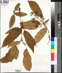 Oreopanax oerstedianus image