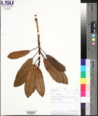Oreopanax ruizii image