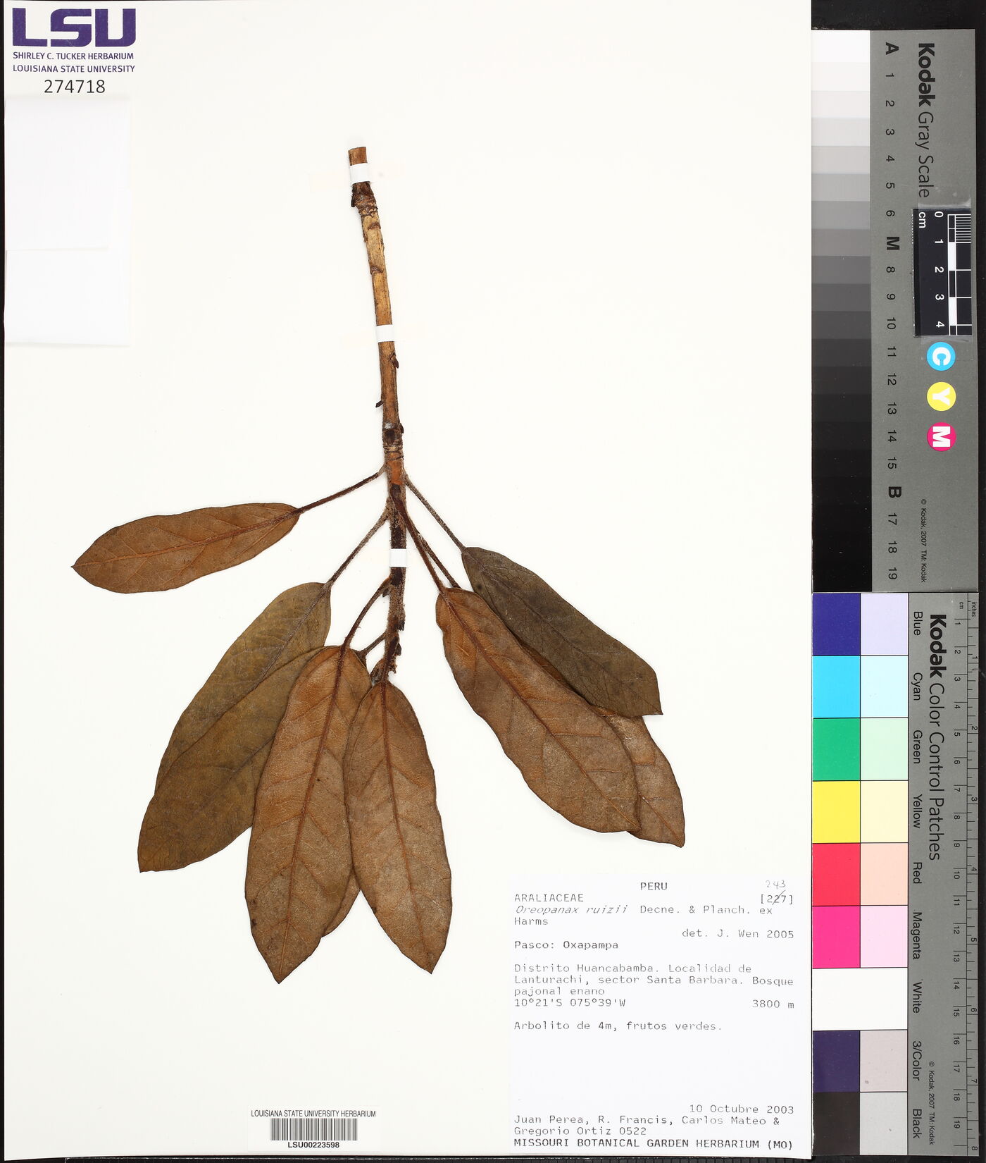 Oreopanax ruizii image