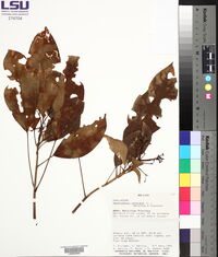 Dendropanax arboreus image