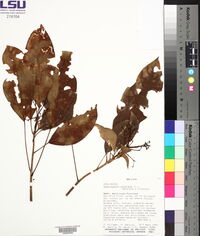 Dendropanax arboreus image