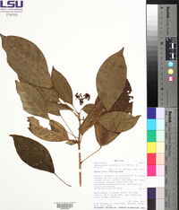 Dendropanax arboreus image