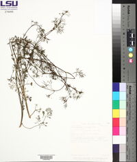 Cyclospermum leptophyllum image