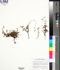 Media resource of Niphogeton glaucescens