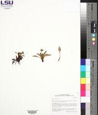 Eryngium humile image