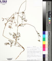 Daucus montanus image