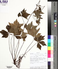 Sanicula liberta image