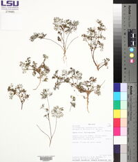 Cyclospermum leptophyllum image