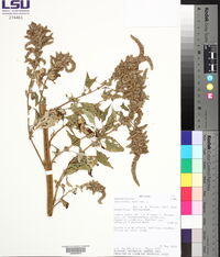 Amaranthus hybridus image