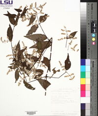 Pfaffia grandiflora image