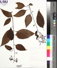 Pleuropetalum pleiogynum image