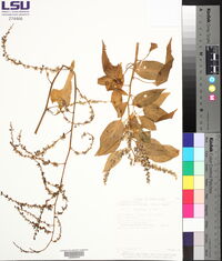 Chamissoa altissima image