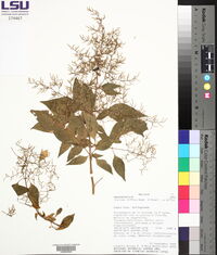 Iresine diffusa image
