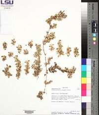 Alternanthera pungens image