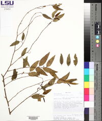 Vallesia glabra image