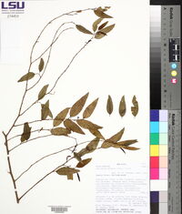Vallesia glabra image