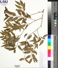 Vallesia glabra image