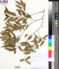 Vallesia glabra image