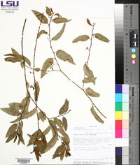 Vallesia glabra image