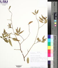 Vallesia glabra image