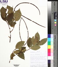 Forsteronia pubescens image