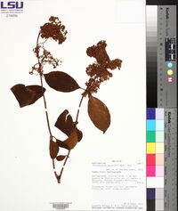 Forsteronia australis image