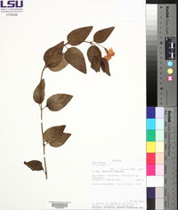 Vinca major image