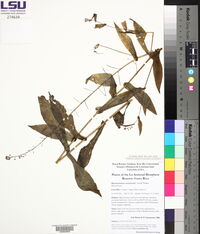 Romanschulzia costaricensis image