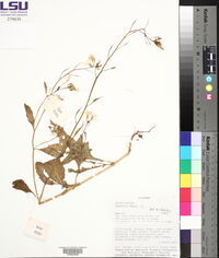 Raphanus raphanistrum image